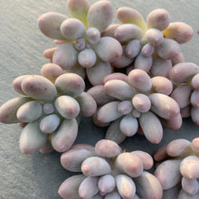 画像をギャラリービューアに読み込む, カンナ