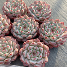 画像をギャラリービューアに読み込む, ブルーミニマ