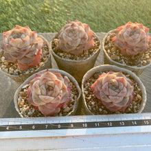 画像をギャラリービューアに読み込む, シナスター