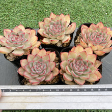 画像をギャラリービューアに読み込む, レッドウォーブラー