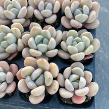 画像をギャラリービューアに読み込む, ホワイトデュー