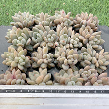 画像をギャラリービューアに読み込む, イエローオレンジ