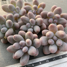 画像をギャラリービューアに読み込む, カンナ