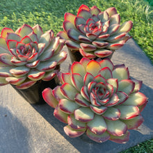 画像をギャラリービューアに読み込む, ミートソースローズ