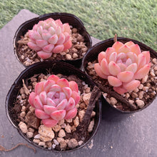 画像をギャラリービューアに読み込む, ナルシス