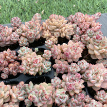 画像をギャラリービューアに読み込む, キャラメルスピリット