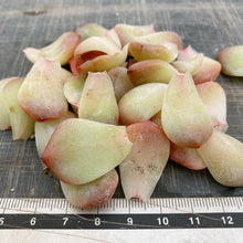 画像をギャラリービューアに読み込む, スノータワー10枚