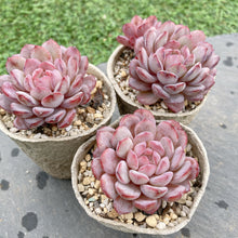 画像をギャラリービューアに読み込む, ルビン