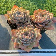 画像をギャラリービューアに読み込む, ガラスジャー