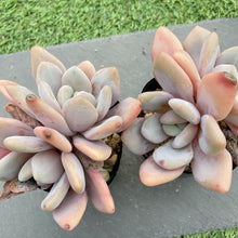 画像をギャラリービューアに読み込む, ピンクラビット