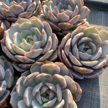 画像をギャラリービューアに読み込む, パープルクイーン