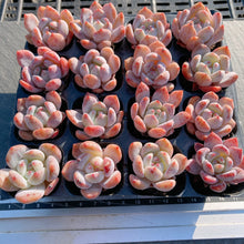 画像をギャラリービューアに読み込む, オレンジモンロー