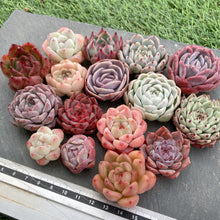 画像をギャラリービューアに読み込む, クリスマスセット16種苗(小さめ).7