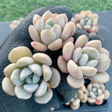 画像をギャラリービューアに読み込む, ホワイトデュー