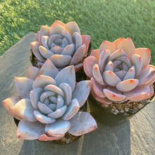 画像をギャラリービューアに読み込む, チーズフォーム