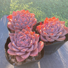 画像をギャラリービューアに読み込む, グレイス