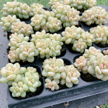 画像をギャラリービューアに読み込む, ジェニー美人