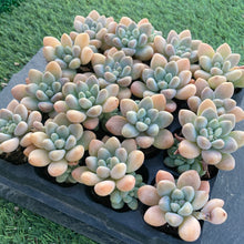 画像をギャラリービューアに読み込む, キャンディ