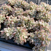 画像をギャラリービューアに読み込む, メビナ錦