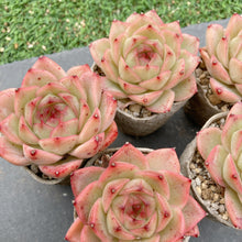 画像をギャラリービューアに読み込む, アニー