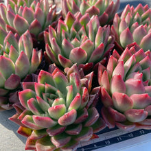 画像をギャラリービューアに読み込む, レッドアガボイデス×ロメオ