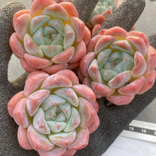 画像をギャラリービューアに読み込む, キャンディメモリー