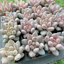 画像をギャラリービューアに読み込む, キャンディ美人