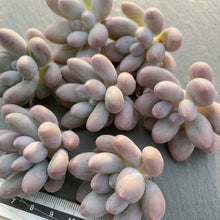 画像をギャラリービューアに読み込む, カンナ