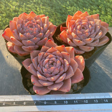 画像をギャラリービューアに読み込む, グレイス