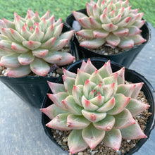 画像をギャラリービューアに読み込む, スノーマウンテンジェニー