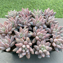 画像をギャラリービューアに読み込む, ソロモン