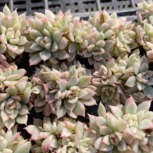 画像をギャラリービューアに読み込む, メビナ錦