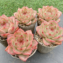 画像をギャラリービューアに読み込む, アニー