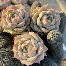 画像をギャラリービューアに読み込む, ポセイドン