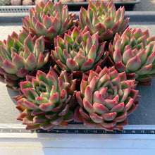 画像をギャラリービューアに読み込む, レッドアガボイデス×ロメオ