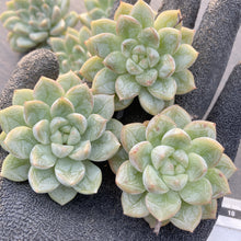 画像をギャラリービューアに読み込む, マリュー