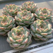 画像をギャラリービューアに読み込む, マドンナ