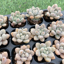 画像をギャラリービューアに読み込む, アラン