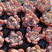 画像をギャラリービューアに読み込む, オレンジモンロー