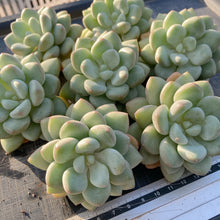 画像をギャラリービューアに読み込む, バブルガム