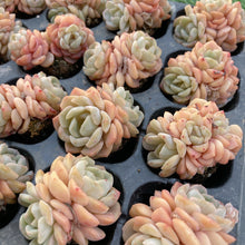 画像をギャラリービューアに読み込む, ダルシマー