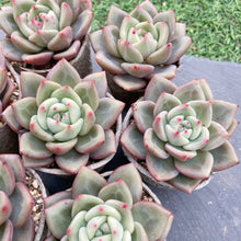 画像をギャラリービューアに読み込む, ホワイトナイト