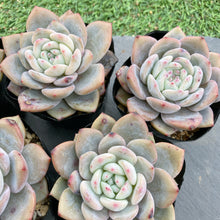 画像をギャラリービューアに読み込む, チョーク