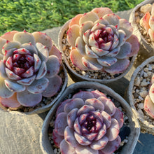 画像をギャラリービューアに読み込む, パープルガーネット