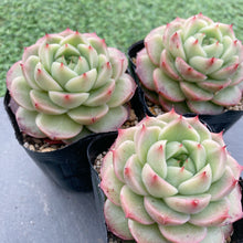 画像をギャラリービューアに読み込む, グレープジェニー