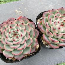 画像をギャラリービューアに読み込む, シバルリー