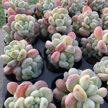 画像をギャラリービューアに読み込む, ラウル