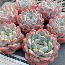 画像をギャラリービューアに読み込む, シックモンロー