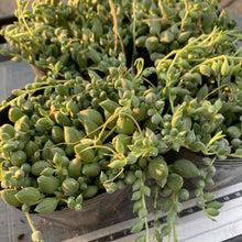 画像をギャラリービューアに読み込む, ピーチネックレス