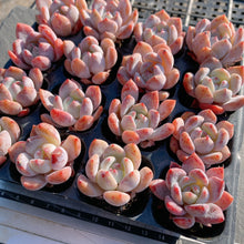 画像をギャラリービューアに読み込む, オレンジモンロー